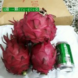 A級-火龍果-5斤（5顆）提袋裝（自然農法契作）