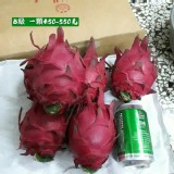 B級-火龍果-5斤-（6顆）提袋裝 （自然農法契作）