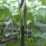 北斗小黃瓜（溫室）1斤（袋）