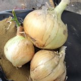 洋蔥3斤/袋