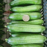 以色列溫室水果小黃瓜 1斤（約7-10條）