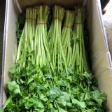 芹菜管 550g/把