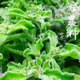澎湖-有機冰菜（水晶冰菜）200g/盒