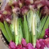 有機-紅鬚玉米筍 1包2.5斤（約23根正負2）