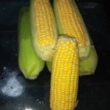 雲林縣長元鄉甜玉米3斤