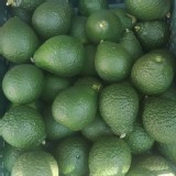 品種 ~ 四季+甜檸檬混裝一斤裝