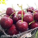 【高山品種】新鮮直達脆甜櫻桃9.5R