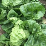 東北（山東大白菜）1斤以上/粒