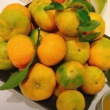 🍊砂糖橘 (珍珠柑.珍珠橘) 1.5斤 產地~石岡