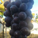 彰化大村-巨峰葡萄 4.5斤/禮盒