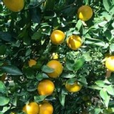 神農 帝王柑3斤（網袋）