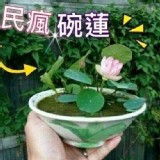 全民瘋種四季荷花碗蓮 50顆/包