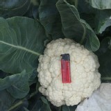 白花椰菜一顆3斤左右