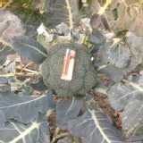 綠花椰菜2斤左右/顆