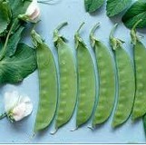 粉紅花豌豆 1斤/袋 產地~二林