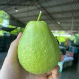 【彰化二水芭樂/一日芭樂】3斤（約5-7顆）袋