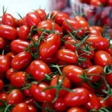 溫室玉女番茄 1斤/盒 產地:🌈七號農場