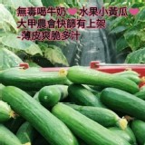 品名：以色列水果小黃瓜🥒800g 產地：良蜂果園