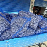 雲林無毒-未整理中大球溼蒜頭約5斤