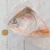 智利-急凍鮭魚頭600g以上（整粒直切）