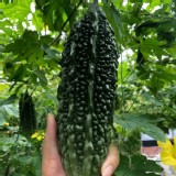 山苦瓜 3條一袋（一條約450-550g）