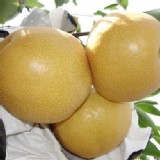 日本品種套袋高接豐水梨 6-8兩（粒）