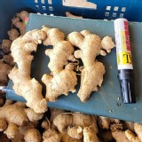 阿里山-黃肉老薑1斤/袋 須 3的倍數才有成立