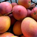 A級屏東枋山-愛文芒果6顆 /袋 (需3的倍數)