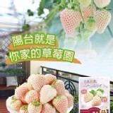 雪兔🐰白草莓種子【2包】