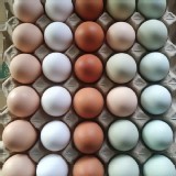 五彩繽紛蛋禮盒 (活躍白/熱情紅/幸福粉/烏骨青/烏骨粉)/30顆各6顆