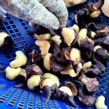 常溫-帶殼熟菱角14兩 (限定3天吃完隔天需放冷藏要吃時電鍋回蒸即可。)