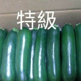 溫網室特級綠櫛瓜~1斤/袋