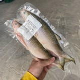 午仔魚(兩隻) 重量:400-450克(兩隻)