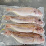 野生金線魚(4隻)