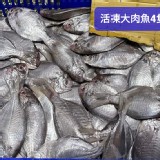 活凍新鮮大肉魚600g🐟 (4大隻) /包