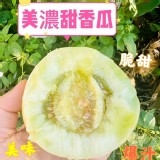 ✨美濃甜香瓜3斤✨禮盒裝