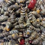 台灣野生燒酒螺500g