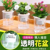 懶人福音自動吸水透明花盆 市售一個29元 團購一組8個