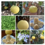 麻豆白柚一斤70元 1顆約1.5--2.5斤 依實際重量收錢