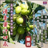 BVK特大無籽中藥黑橄欖150g