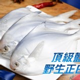 頂級雙藍帶野生鯧正白200g~300g/包