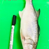 午仔魚320克正負10%（三去）真空包裝 市價$160以上