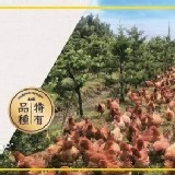 大成A級紅仿燉土雞（700-1200g)（原價💰250以上一般塑膠袋裝無真空）