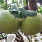 台南麻豆-大白柚 麻豆在地老農的老欉白柚（3斤半/袋）市售一斤50元