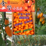 高雄產銷班～金瑩薄皮小番茄 不含重實重5台斤（注意小心會爆汁😱）
