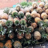 17號金鑽鳳梨一顆（重量約一斤半）#411農藥藥檢0檢出