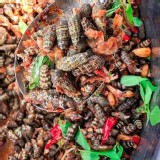 台灣野生燒酒螺500g