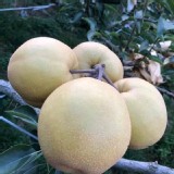 苗栗縣卓蘭-新興梨單顆重量(14~15兩）3顆一組