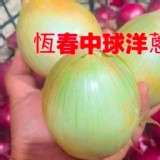 恆春-車城洋蔥中顆2斤（約4-6顆）依重量為主