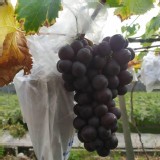 拆箱2.5斤手提紙袋裝